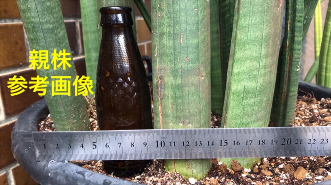 驚きの価格が実現 Sale スタッキー 本物 サンセベリア極太サイズ 珍奇植物 サンスベリア 植物 観葉植物 インテリア 住まい 小物 Topplusmart Com