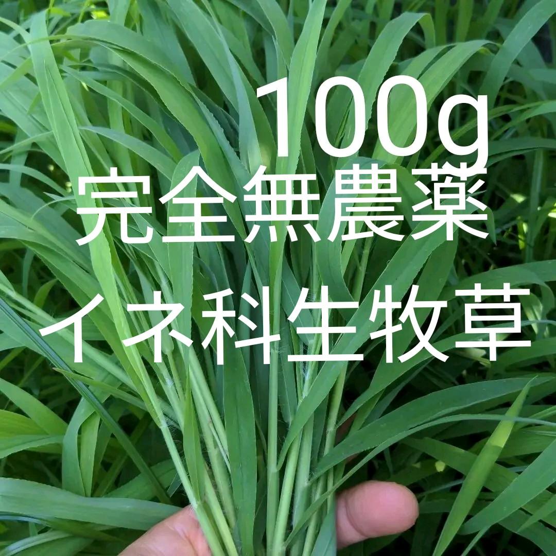 最大95%OFFクーポン 無農薬 イネ科生牧草 100g ウサギの餌 www. 最大95%OFFクーポン 無農薬 イネ科生牧草 100g ウサギの餌 www.