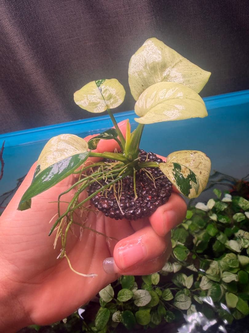 斑入りキング目立った傷や汚れなし