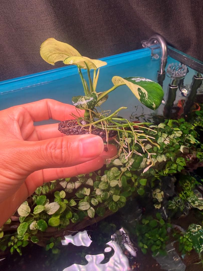 アヌビアスナナ 斑入りキング目立った傷や汚れなし