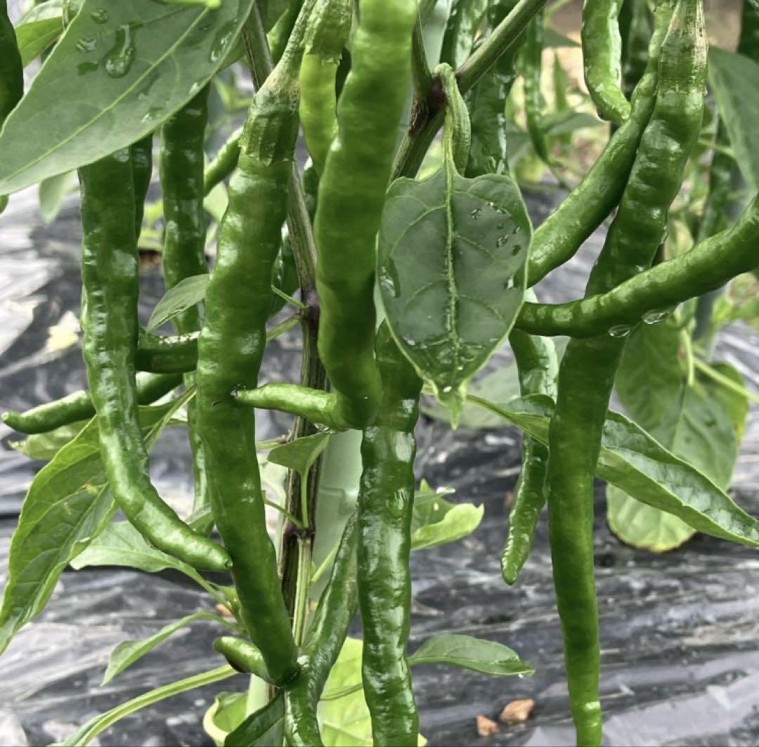 青唐辛子あじめこしょう 中津川伝統野菜 あじめこしょう 3kg | 大橋農園