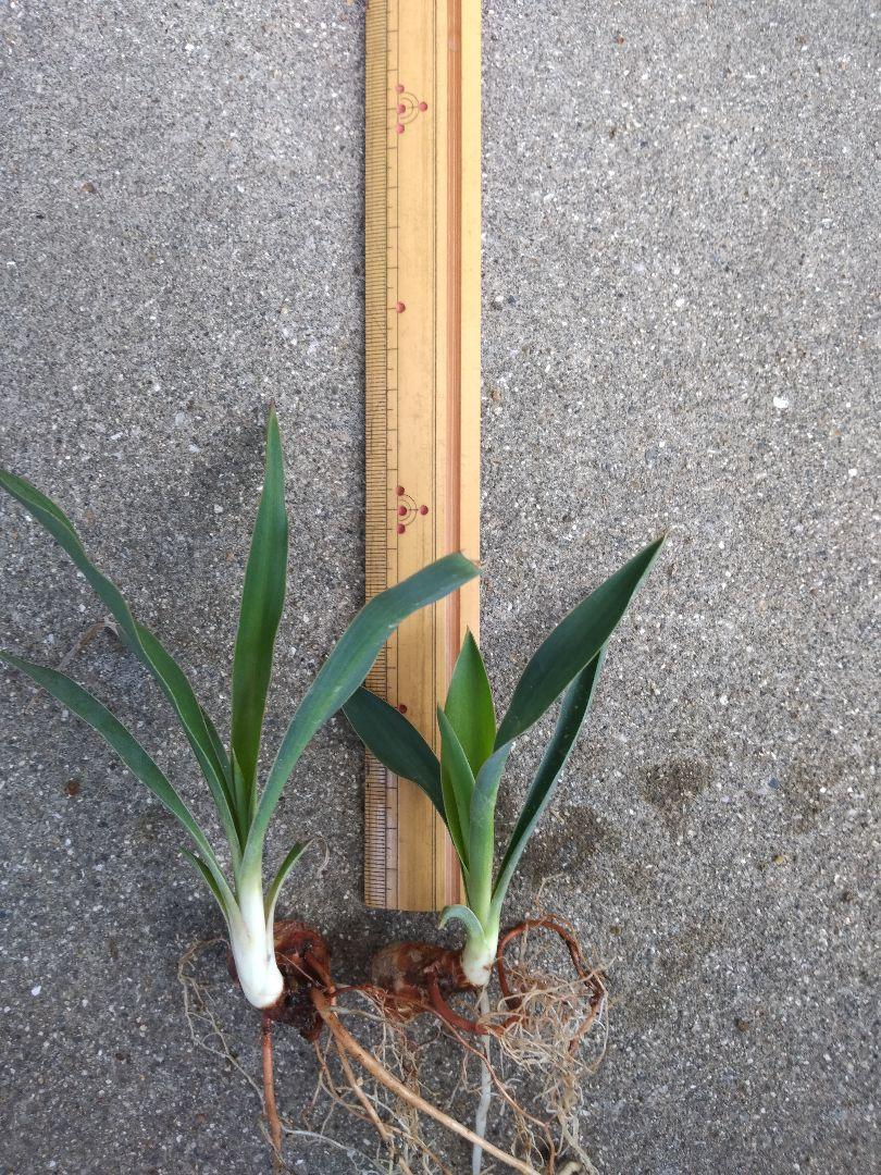 ユッカ 苗 （観葉植物 ユッカ 抜き苗 （ユッカ リギダ 10苗