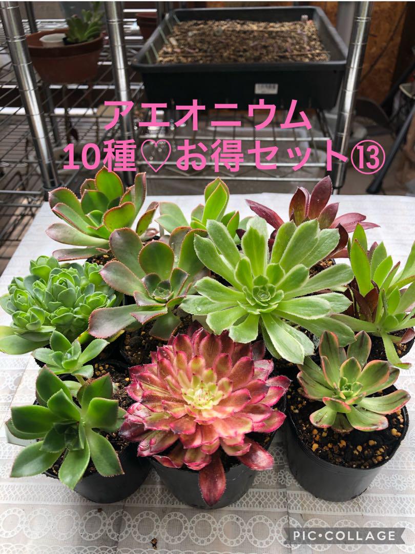 アエオニウム 10種♡お得セット⑬
