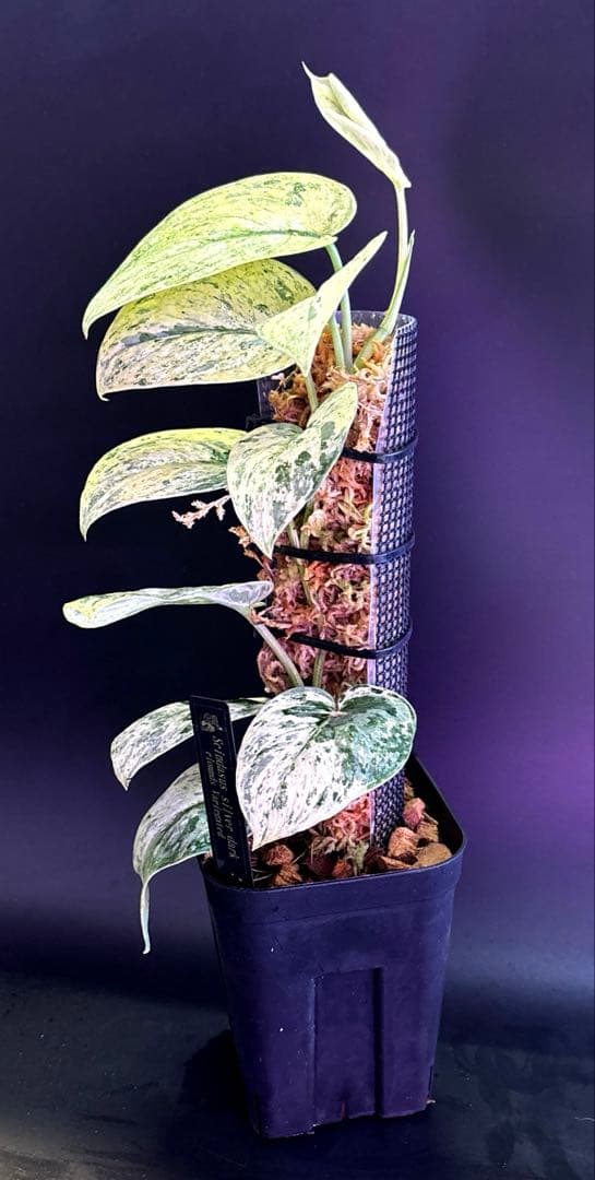 スキンダプサスシルバーブラッククラウド