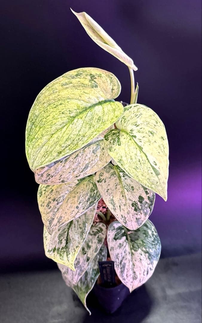 スキンダプサスシルバーブラッククラウド