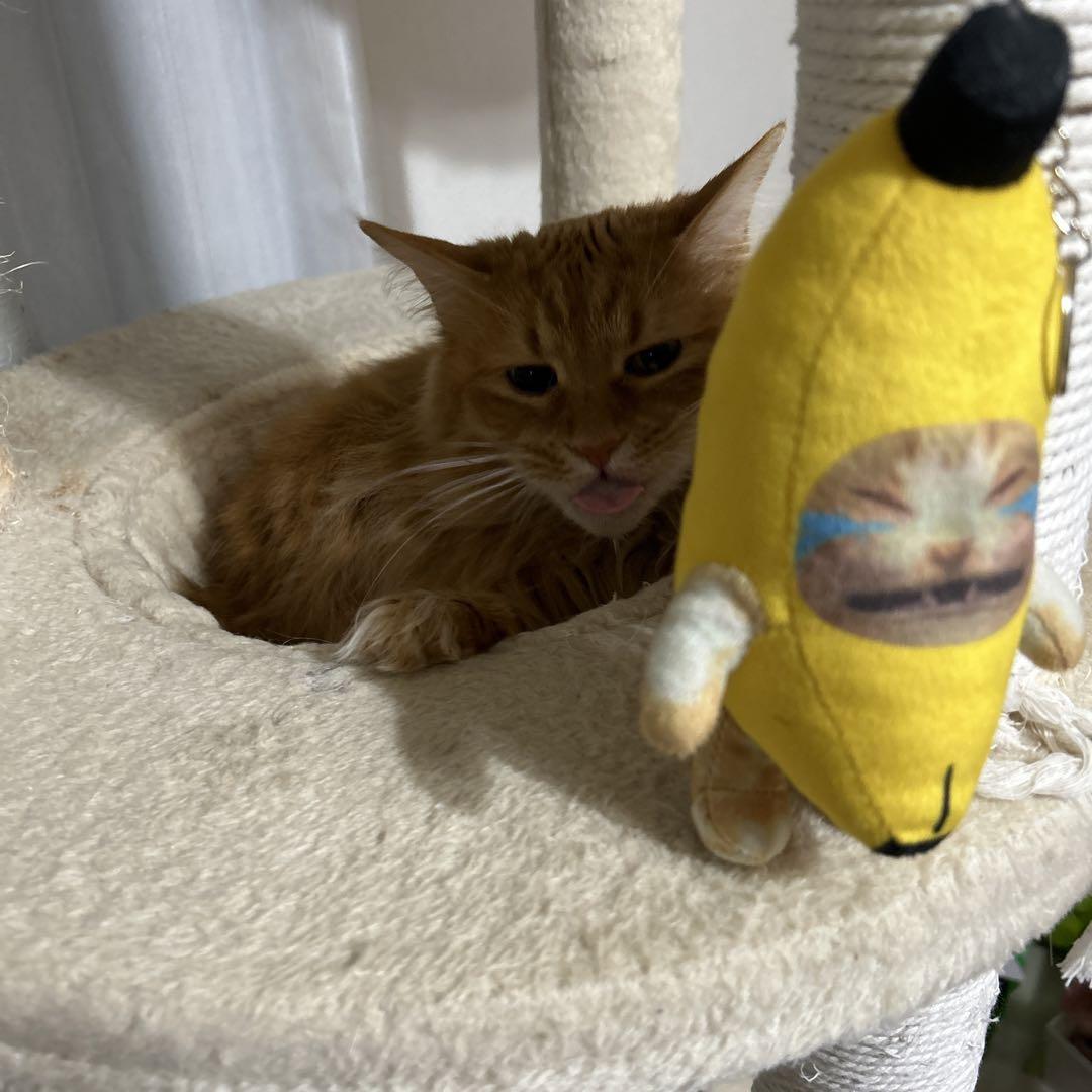 猫ミーム