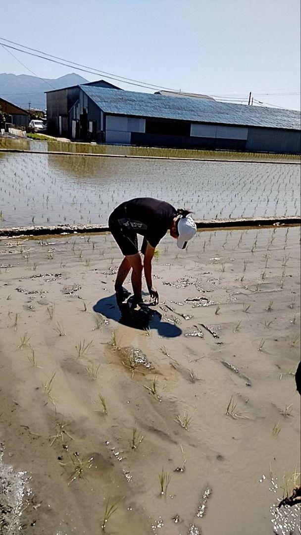 徳島産　コシヒカリ　白米 10kg