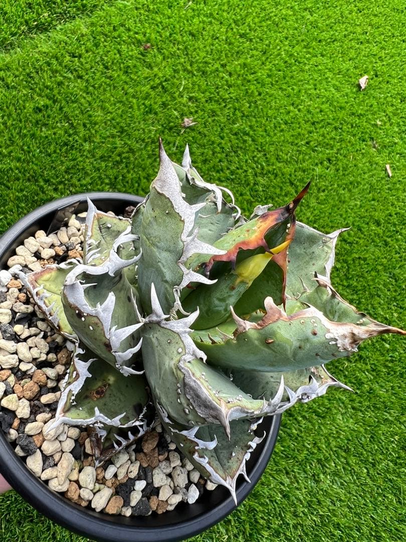 牛魔王やや傷や汚れあり