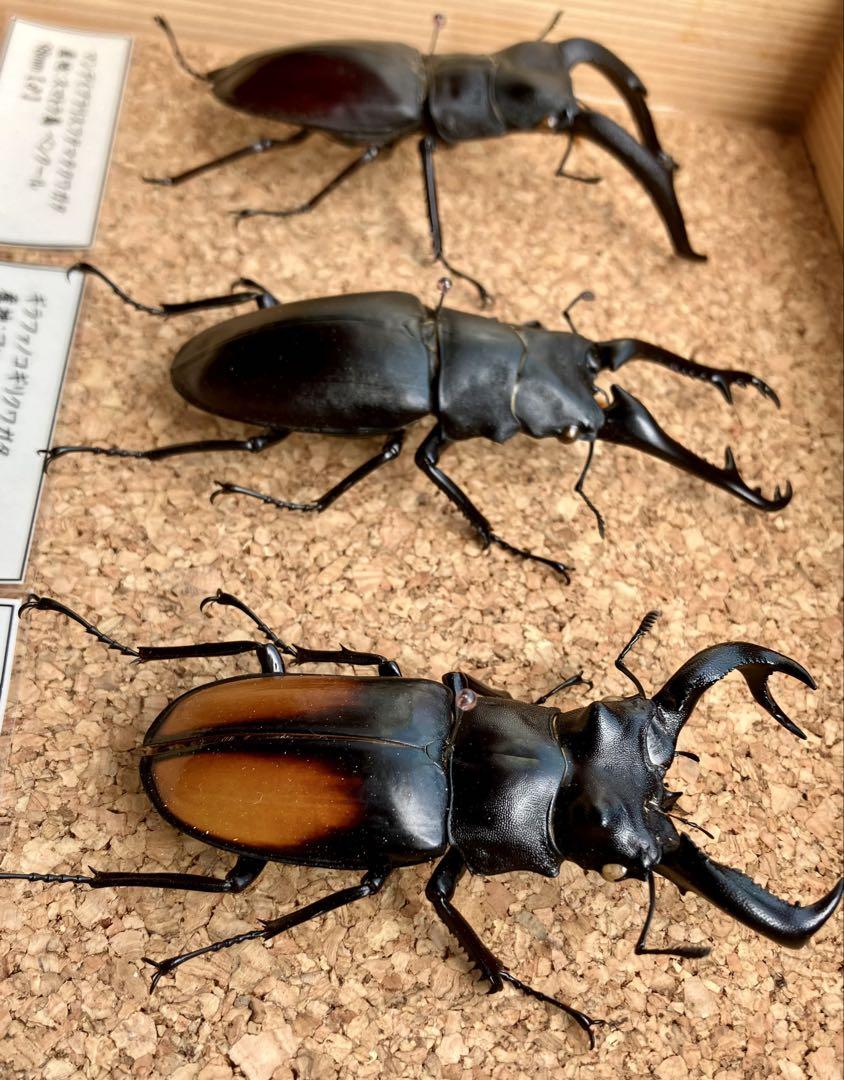 標本 マレーシア産 サイカブト66ミリ野外品 昆虫標本セット（4体） ヘラクレスオオカブト マンデイブラリス