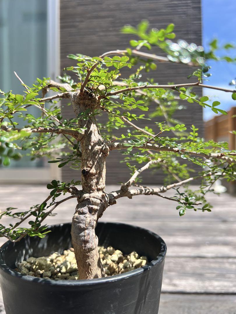 GON　オペルクリカリア・デカリー根差し　太株 オペルクリカリア デカリー根差し | STELLA.PLANTS