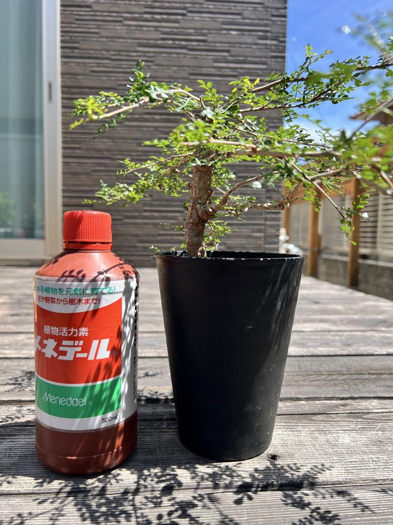 GON　オペルクリカリア・デカリー根差し　太株 オペルクリカリア デカリー根差し | STELLA.PLANTS