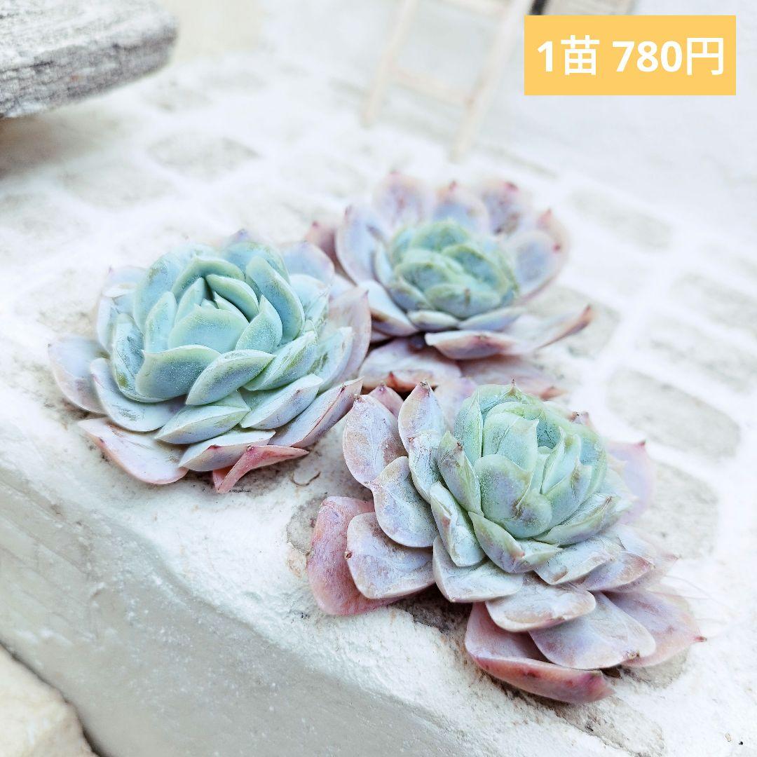 ポトシナ×モンロー◎多肉植物 カット苗 韓国苗 エケベリア等