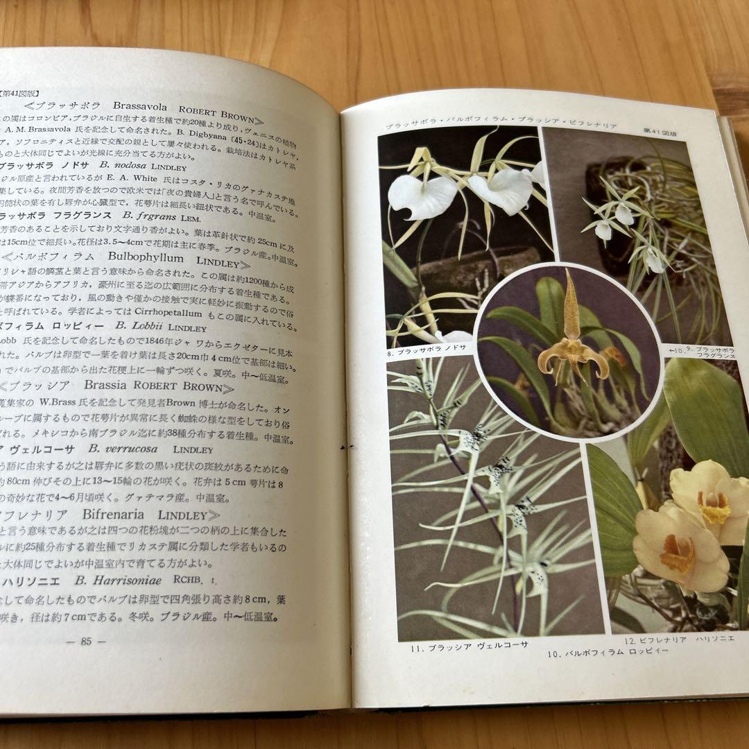 原色薔薇・洋蘭図鑑 1955年