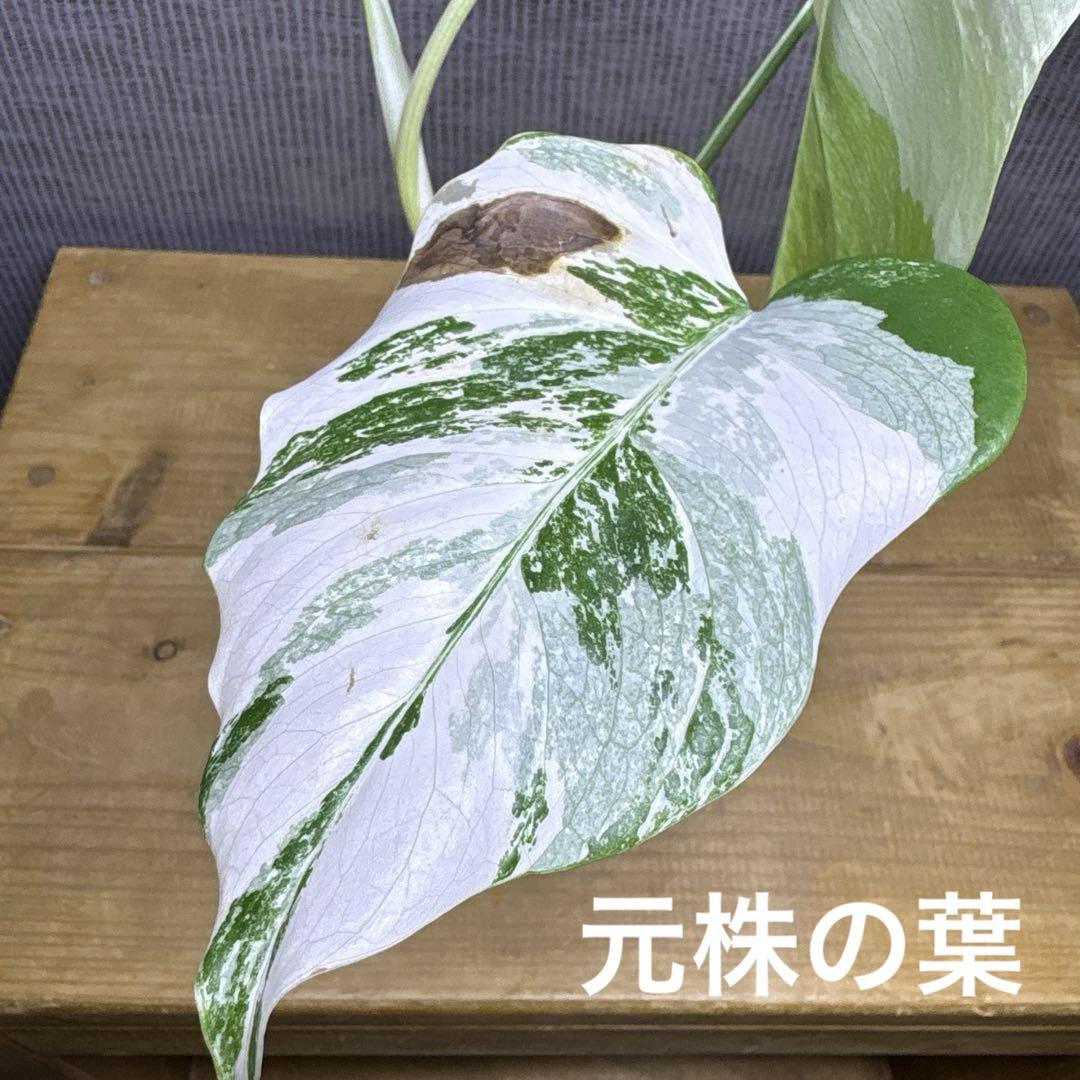 モンステラ　ボルシギアナ　ハワイ産　極斑 モンステラ ボルシギアナ ハワイ産 極斑 - メルカリ