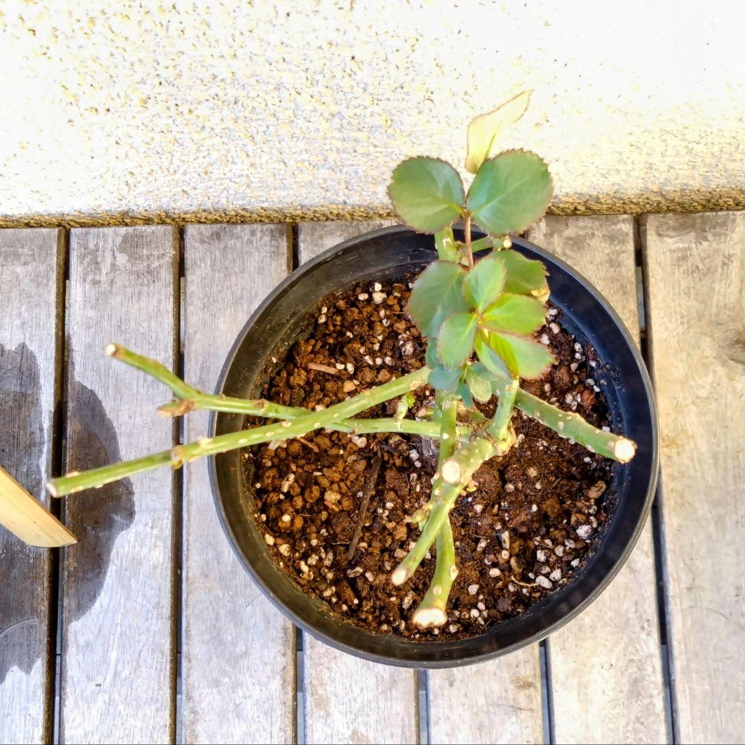 お取り置き●さくらいろ
