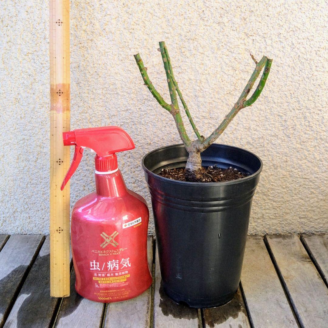 お取り置き●さくらいろ サボン●同梱
