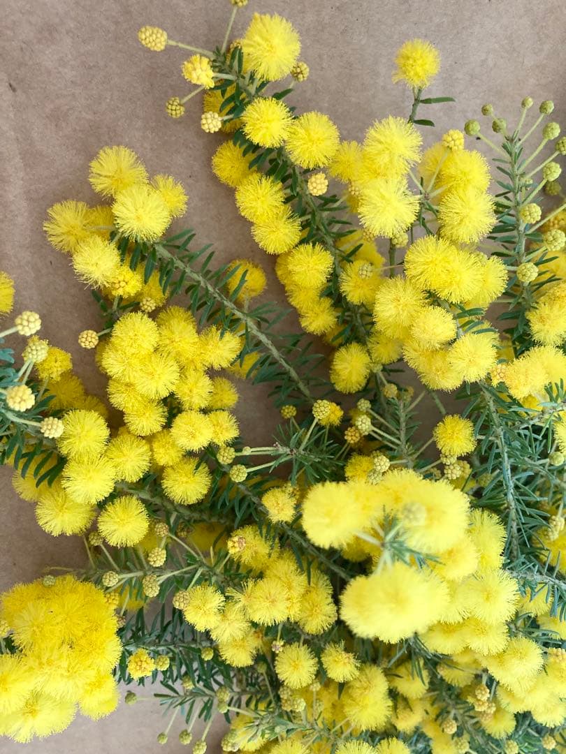 ちゃんちゃん❀✿様専用 ミモザ 生花 ゴールデントップ ちゃんちゃん❀✿様専用 ミモザ 生花 ゴールデントップ