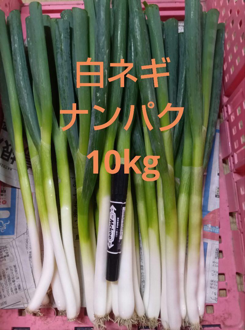 鳥取県産　白ネギ「冠雪葱」10kg　長ネギ 鳥取県産 白ネギ「冠雪葱」10kg 長ネギ 野菜