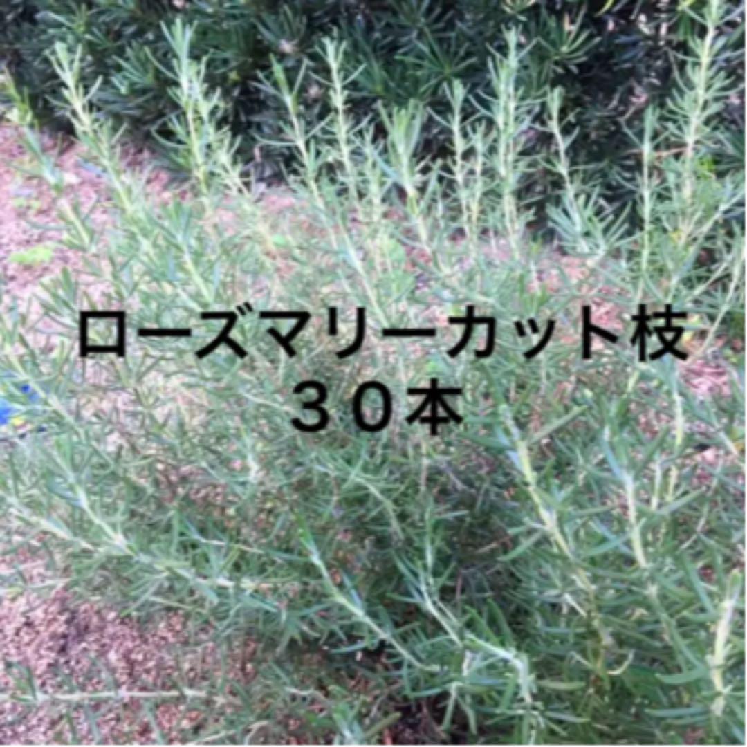 メルカリ ローズマリー 切り枝 カット苗 30本 植物 観葉植物 550 中古や未使用のフリマ メルカリ ローズマリー 切り枝 カット苗 30本 植物 観葉植物 550 中古や未使用のフリマ