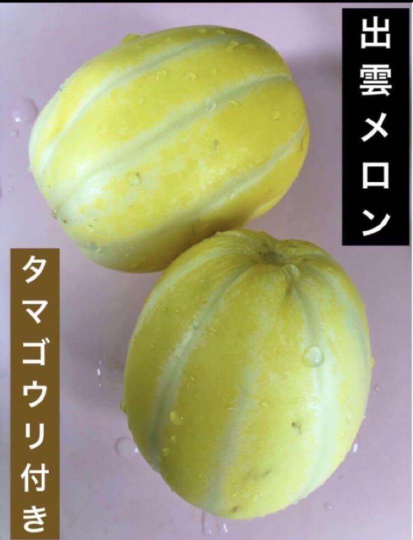 リクニス フロスククリ 苗1株