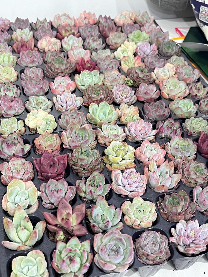 韓国ミニ苗大量セット180個✨多肉植物　エケベリア　カット苗　寄せ植えに！