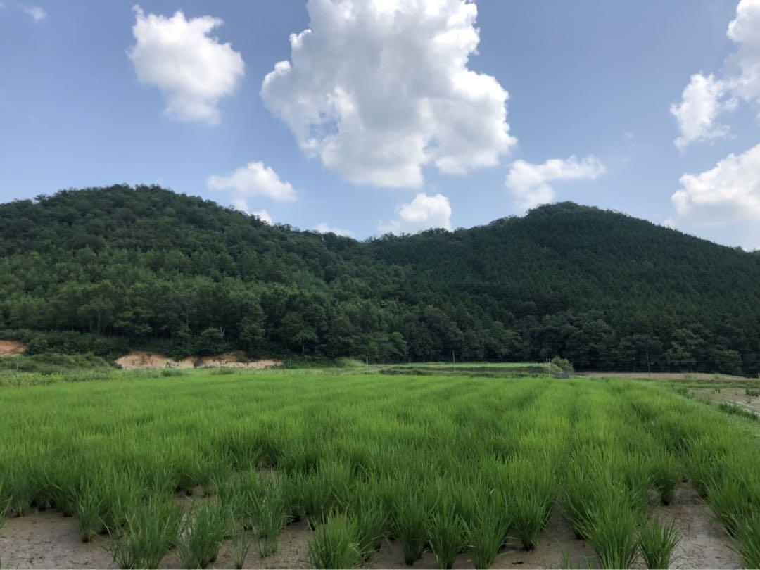 Natural farming自然栽培玄米 酵素玄米 長岡式 食養ご飯 一汁一菜