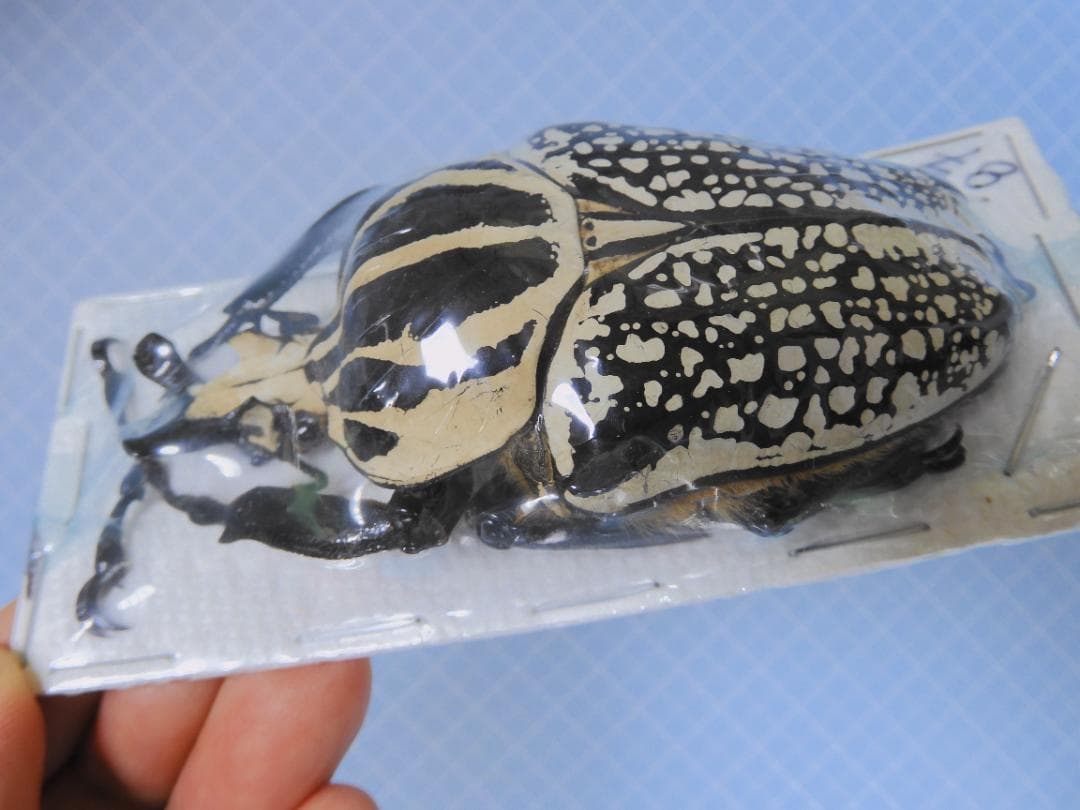 標本 Congo Goliathus orientalis 88mm Congo Goliathus orientalis 88mm - メルカリ
