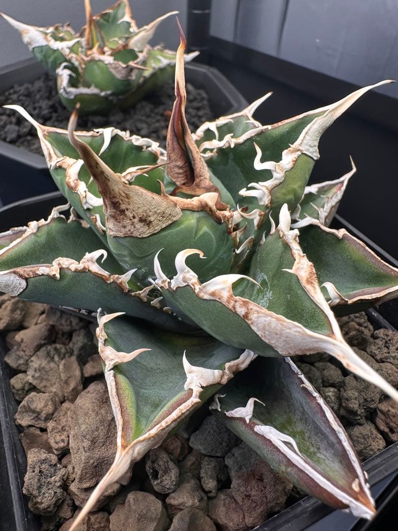 アガベ 緑幽霊 中株 強棘良株 アガベ 緑幽霊 中株 強棘良株