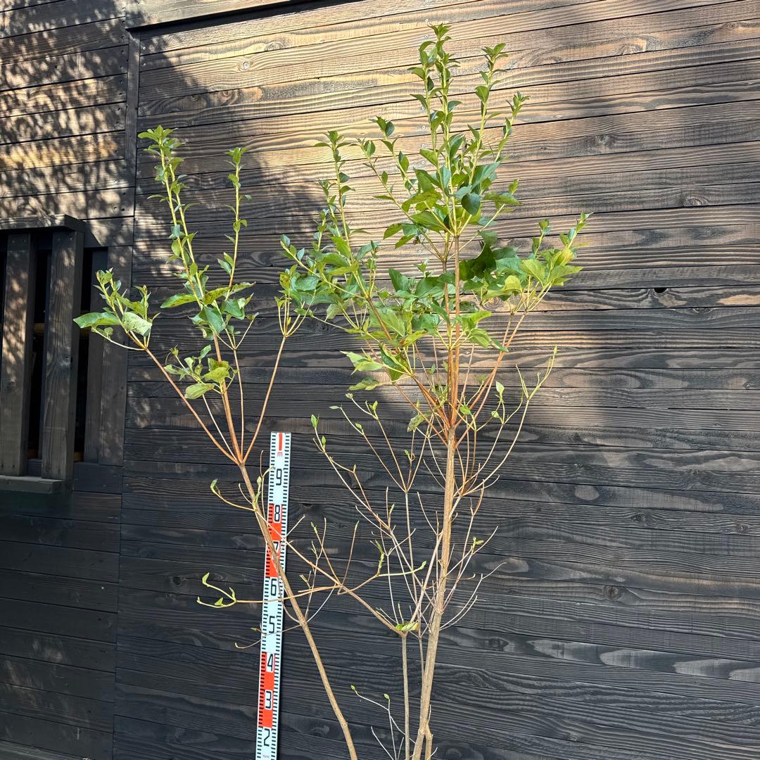 ヤクシマミツバツツジ 大株立ち