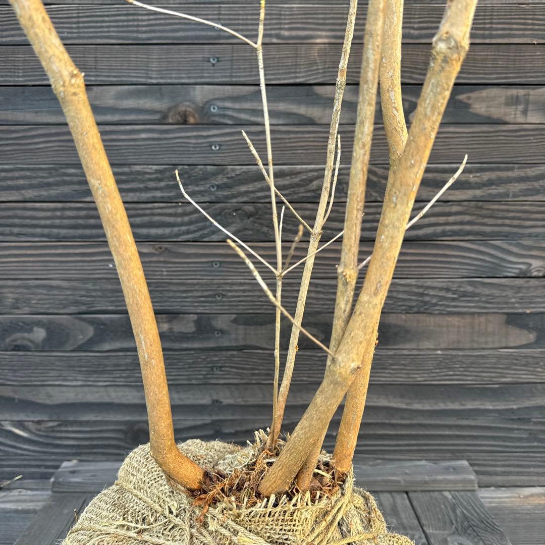 ヤクシマミツバツツジ 大株立ち 現品発送 管理70697 YUZUMIYA_COM