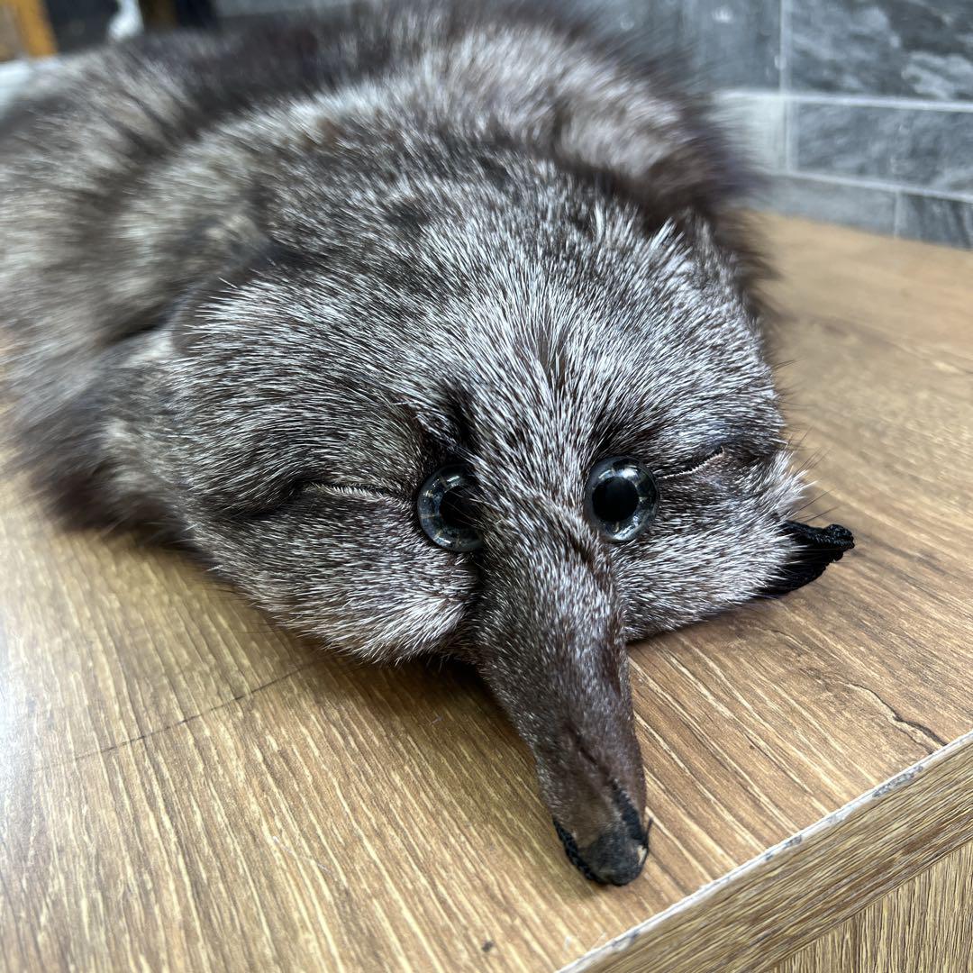 やみくどん　SAGA FOX　フォックス　リアルファー　毛皮　襟巻　剥製