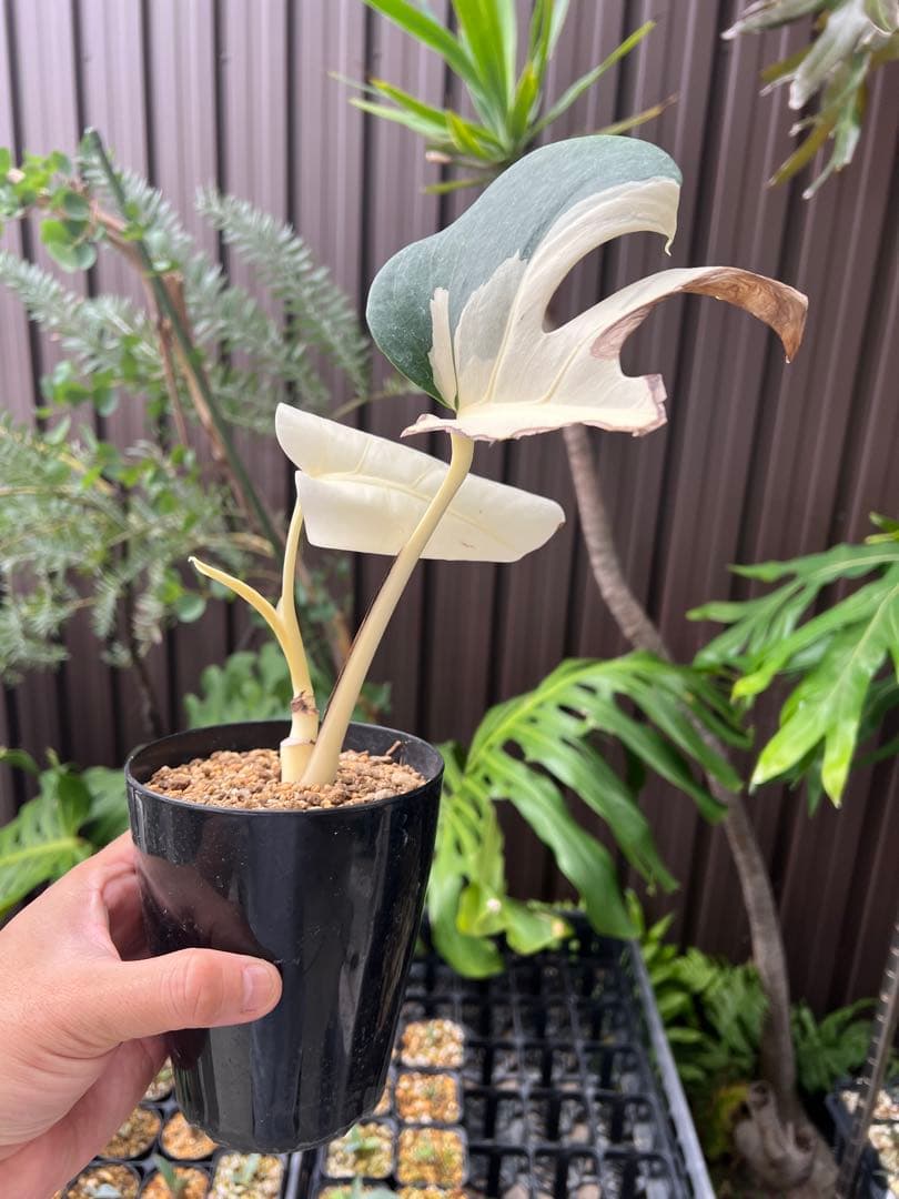 ボルシギアナ 斑入り