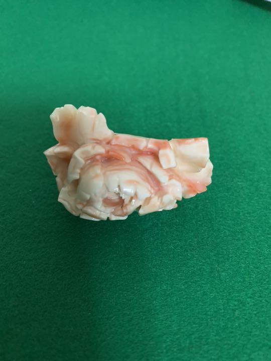 珊瑚 帯留