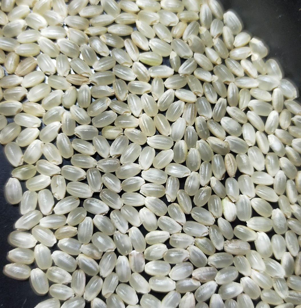 2024年産　伊賀米　コシヒカリ　美味い　お米　10kg　玄米（三重県）