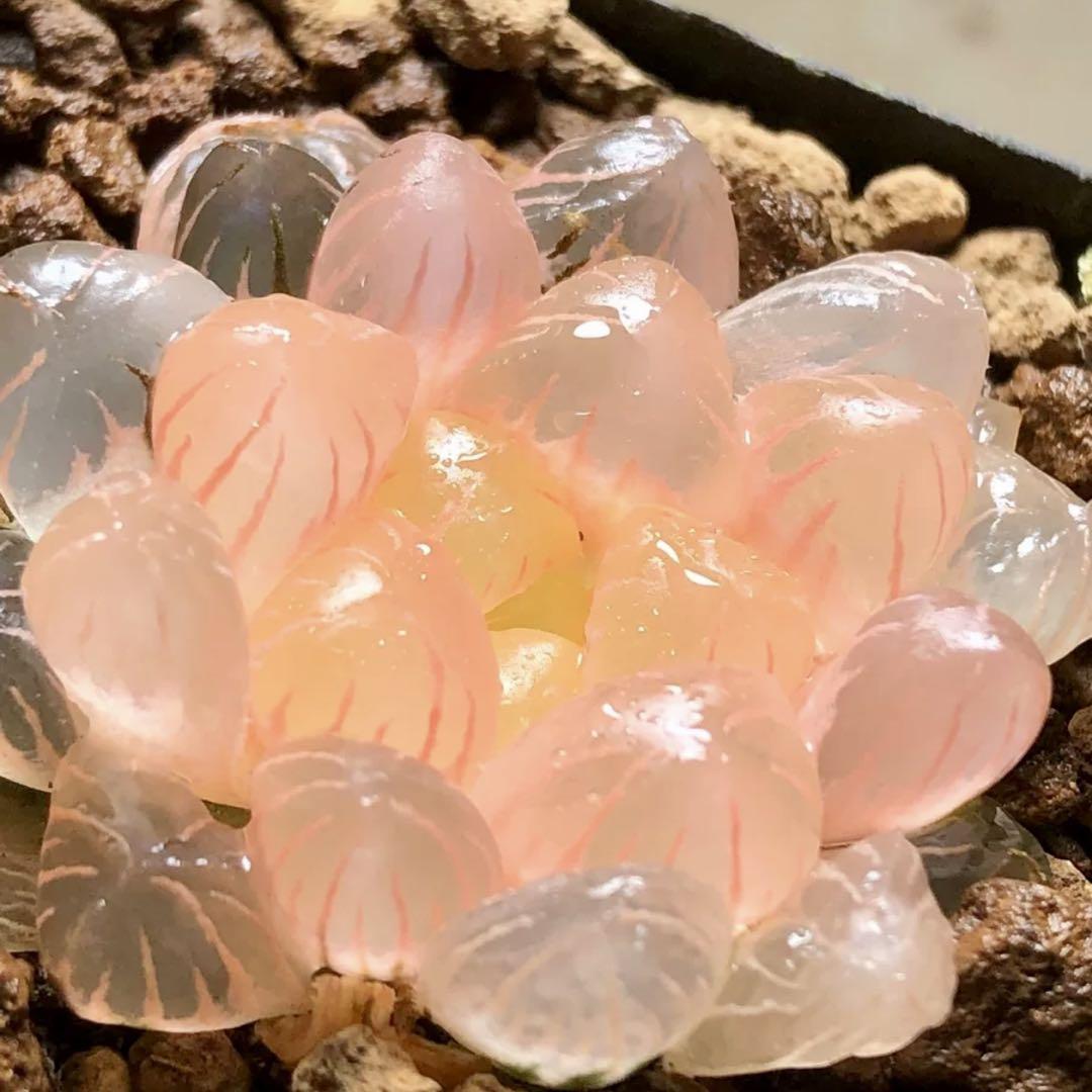 多肉植物 ハオルチア OB-1オブツーサ錦 鮮明錦 糊斑 - メルカリ