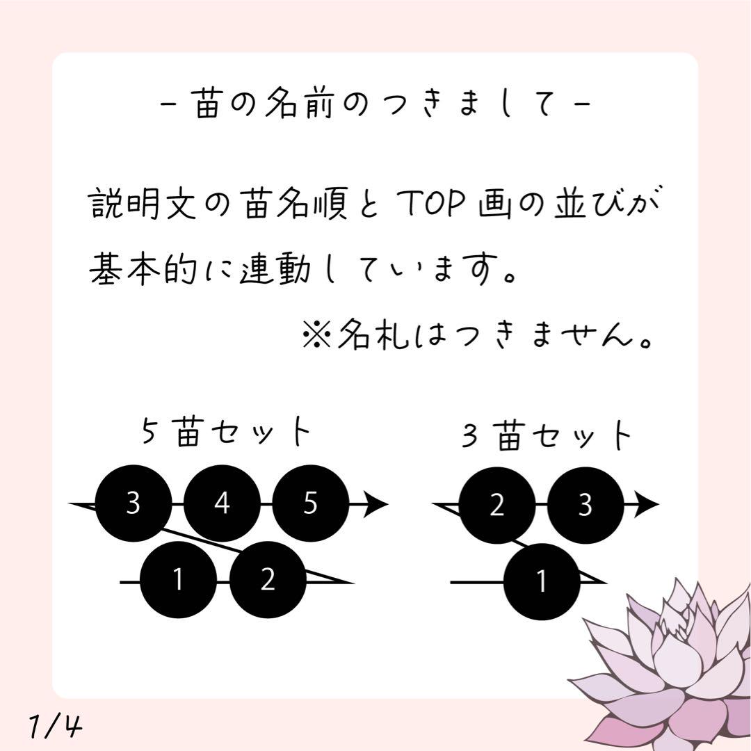 miyaさん苗の一覧｜🍀GreenSnap（グリーンスナップ）