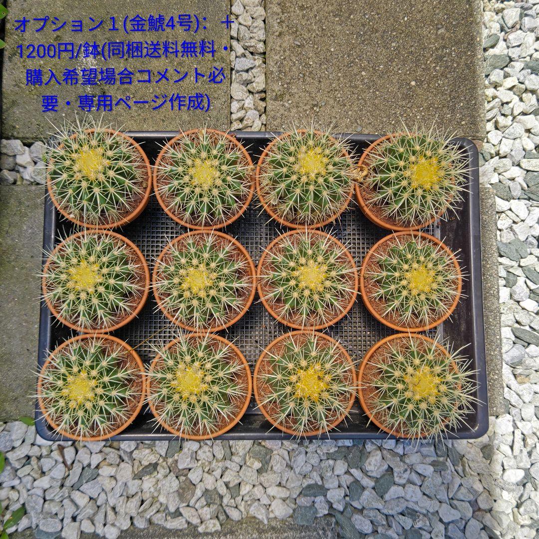 フェロカクタス 赤鳳 セキホウ 8号 ロックガーデン 観葉植物 超美品 サボテン フェロカクタス 赤鳳 セキホウ 8号 ロックガーデン 観葉植物 超美品 サボテン