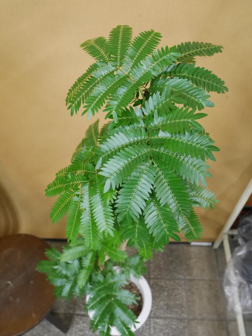 s*︎様 エバーフレッシュ　曲がり　観葉植物　約107センチ　2 エバーフレッシュ 曲がり 観葉植物 約107センチ 2 - メルカリ