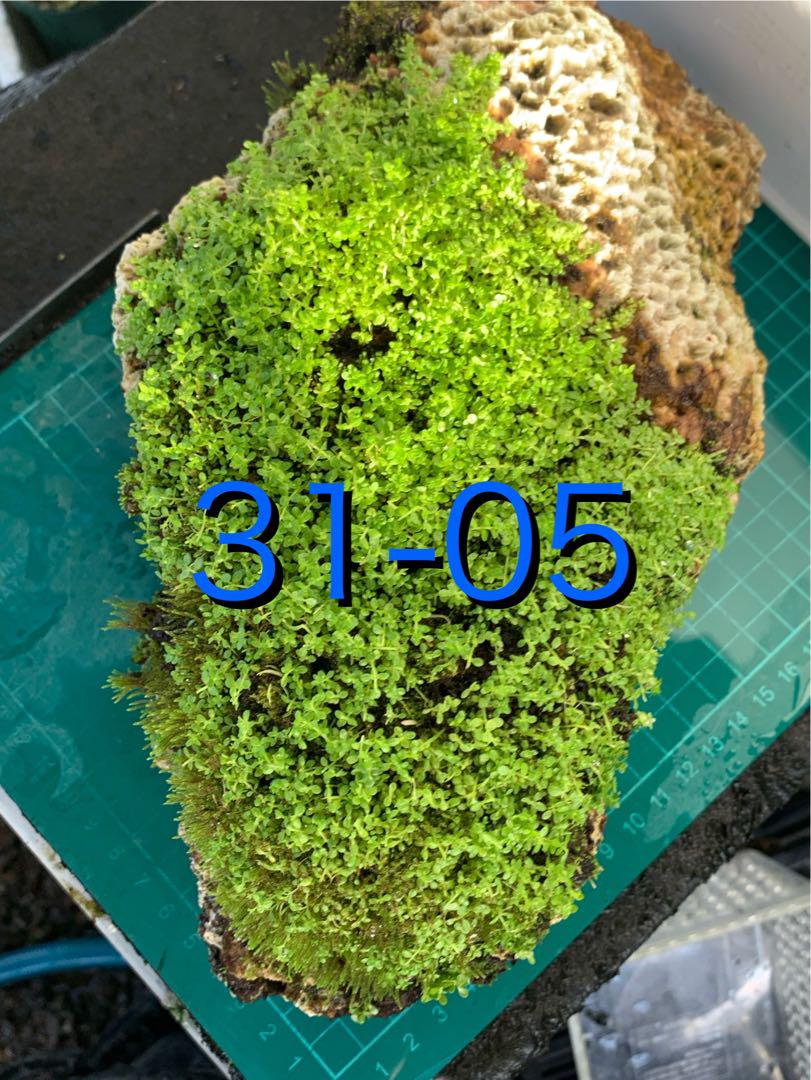 30-05 メダカビオトープに　キューバパールグラス　サンゴ活着　新鮮水草②種類 メダカ ビオトープに♪ キューバパールグラス 苔 特大サンゴ