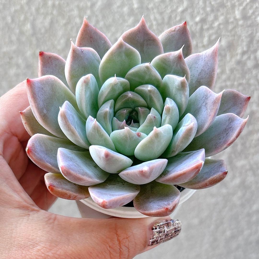 Koume様 ご確認用　ハルビンゲリ　ギロ×ラウリンゼ