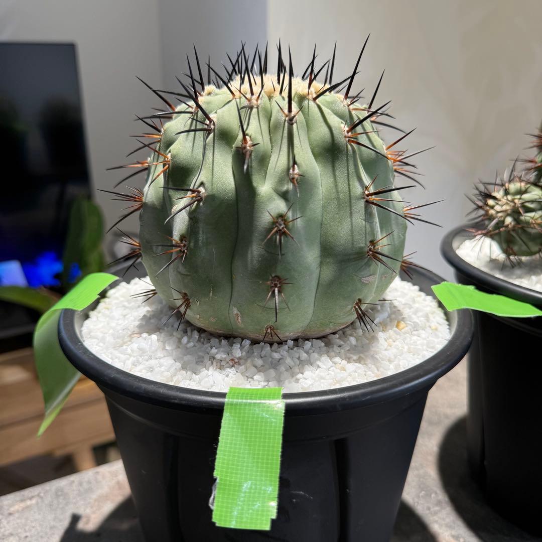 セット販売