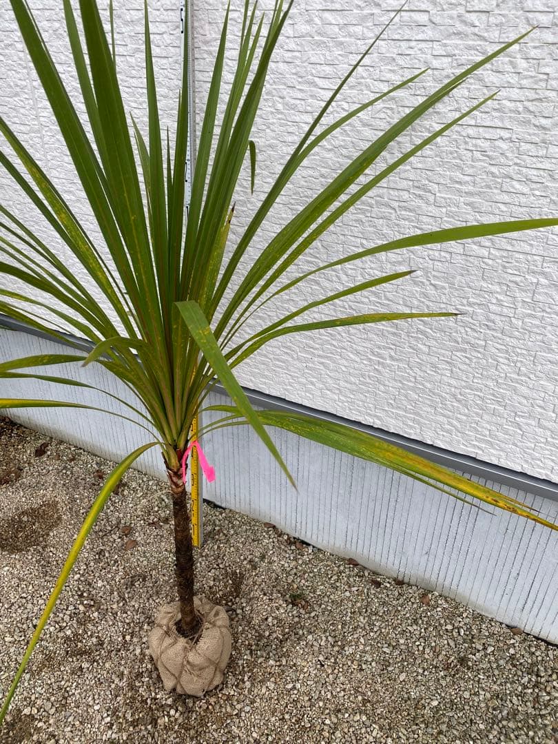 ニオイシュロラン コルジリネ