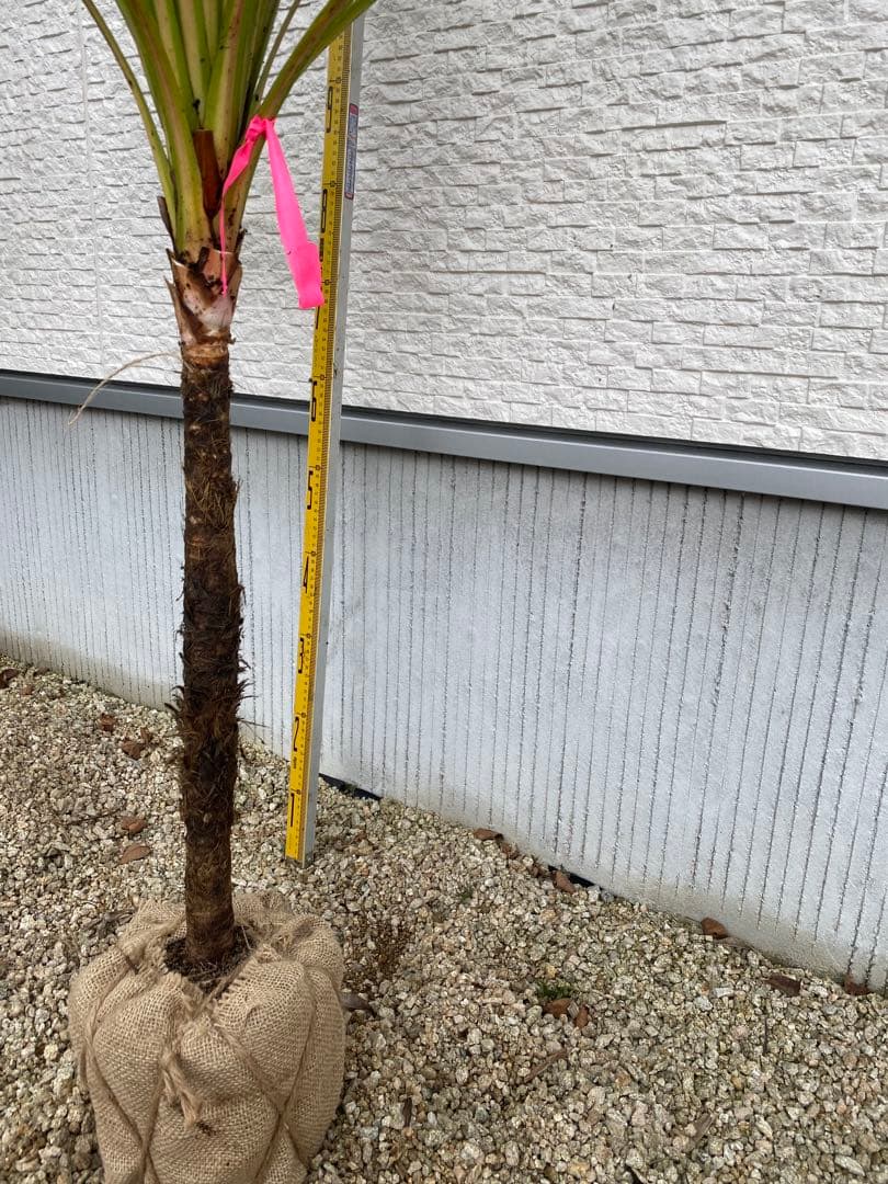 ニオイシュロラン コルジリネ