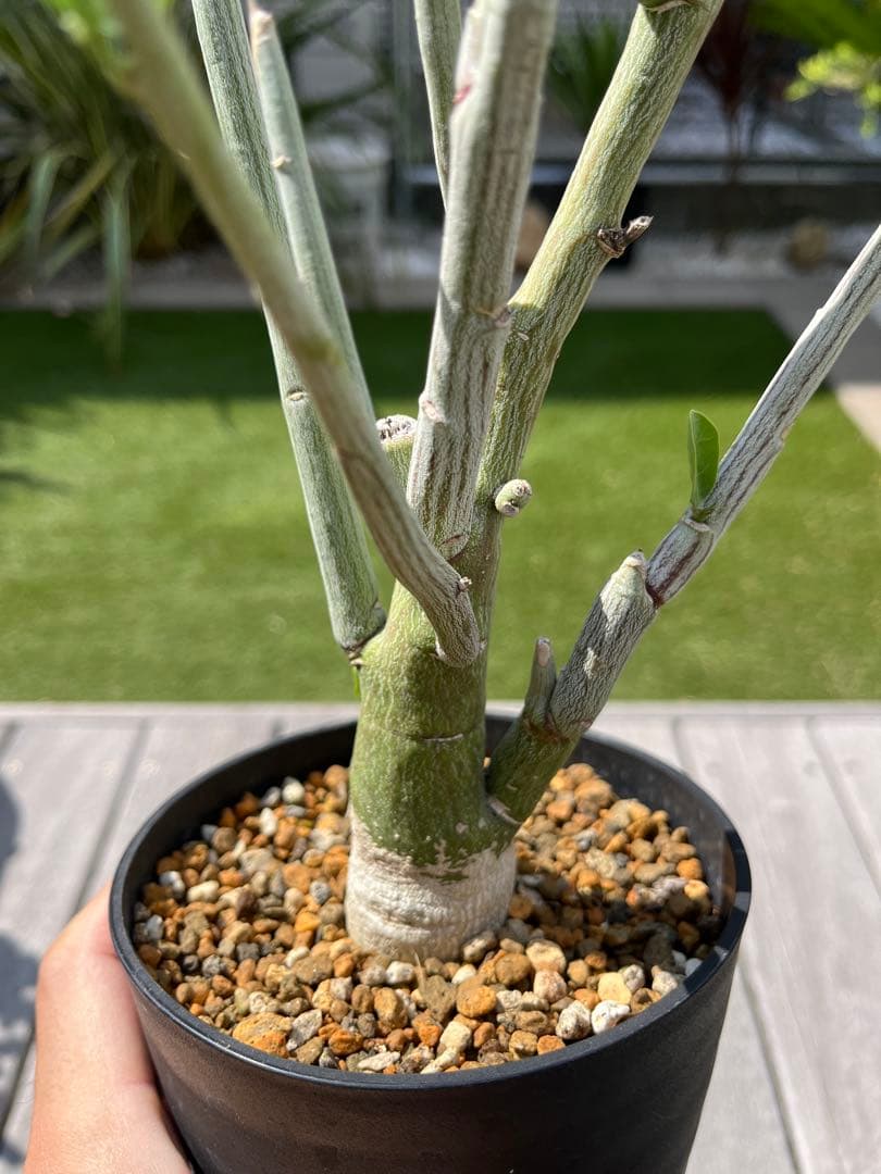 ペチュエリー 幹太 ペチュエリー 幹太