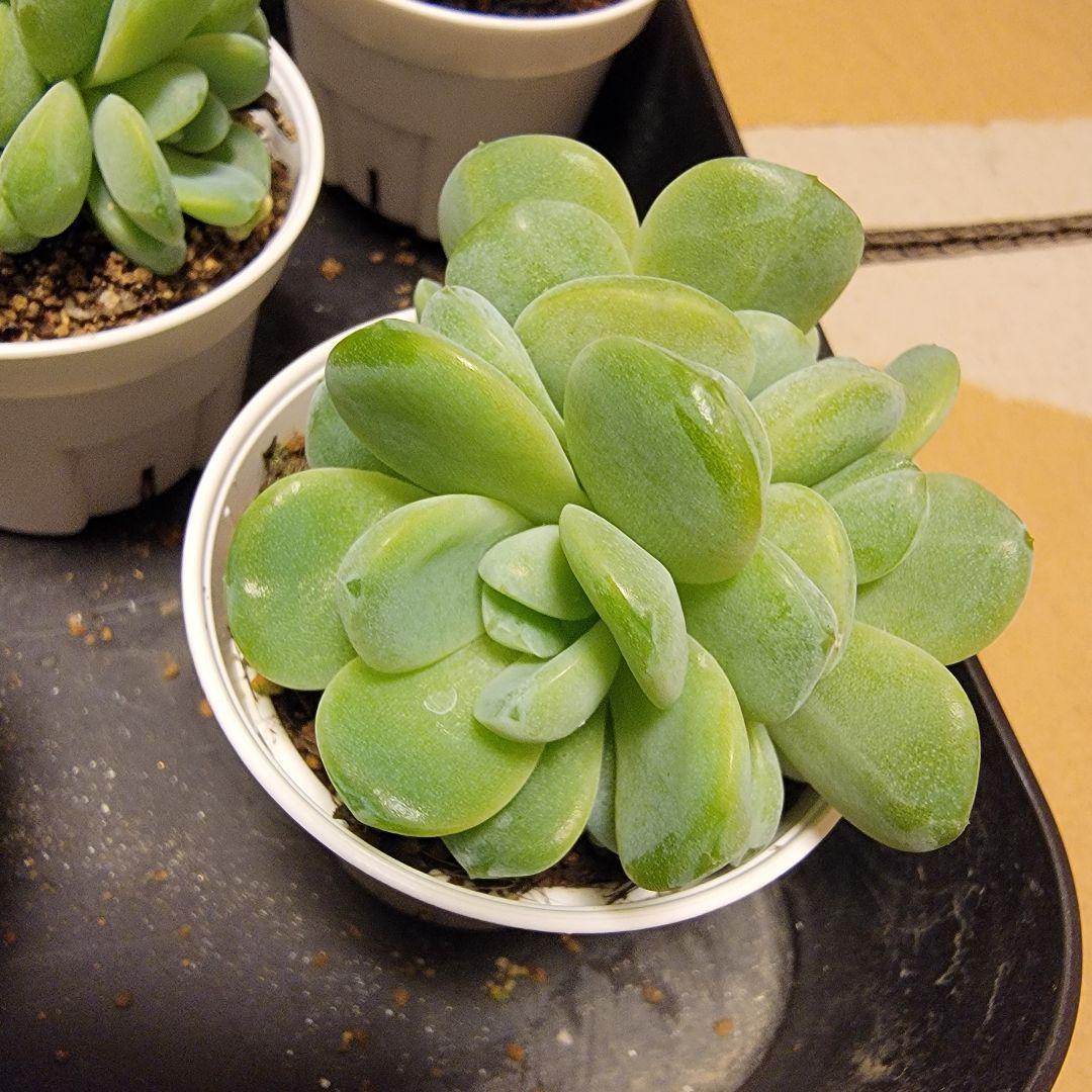 少し出品中꒰ ˙ ˟ ˙ ꒱25日発送様専用ページ