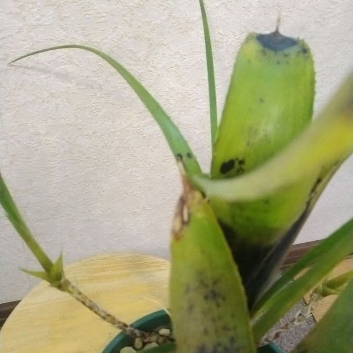 種傷や汚れあり