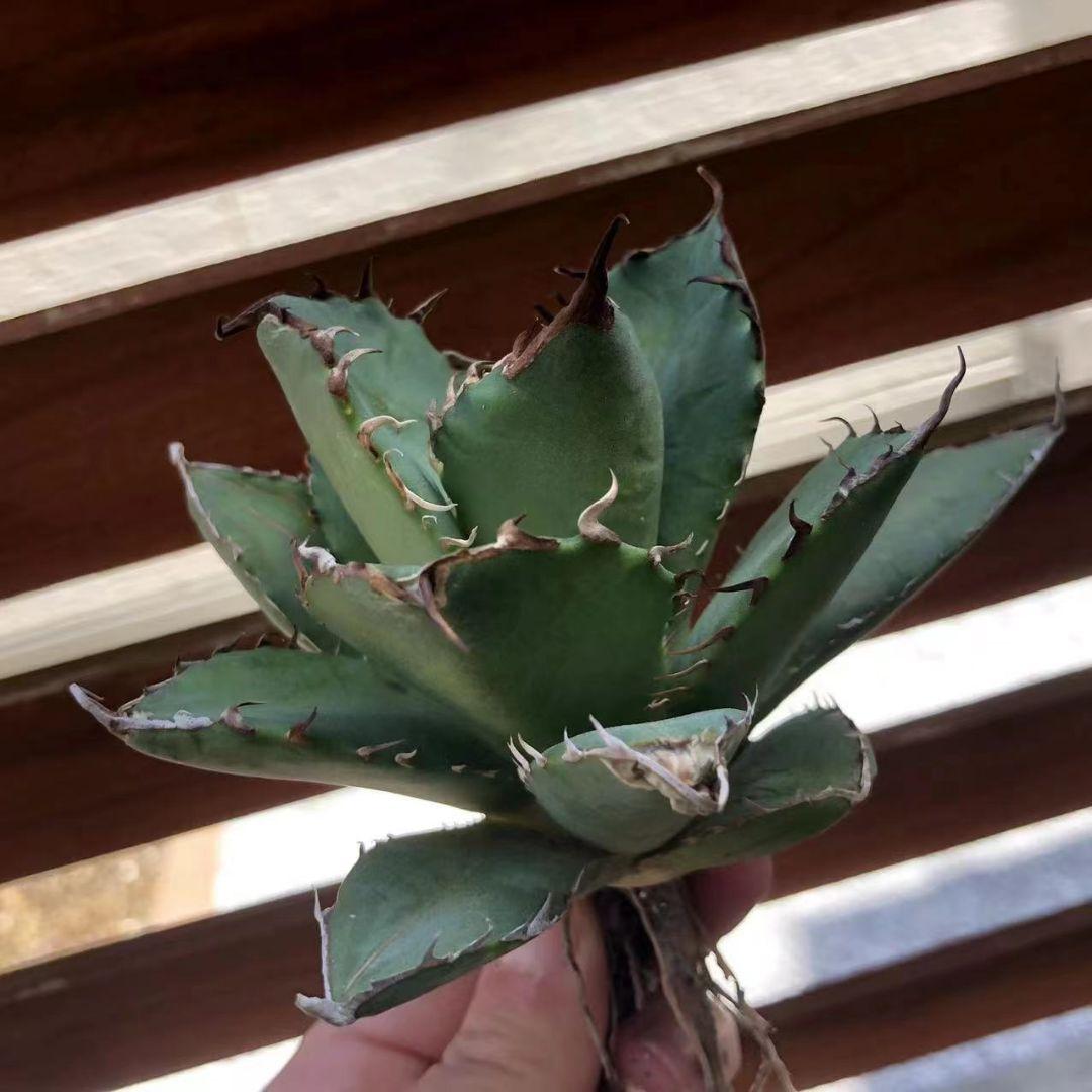 Sale 58 Off 多肉植物アガベ チタノタ白鯨 亜成株 Dopf Ui Ac Id