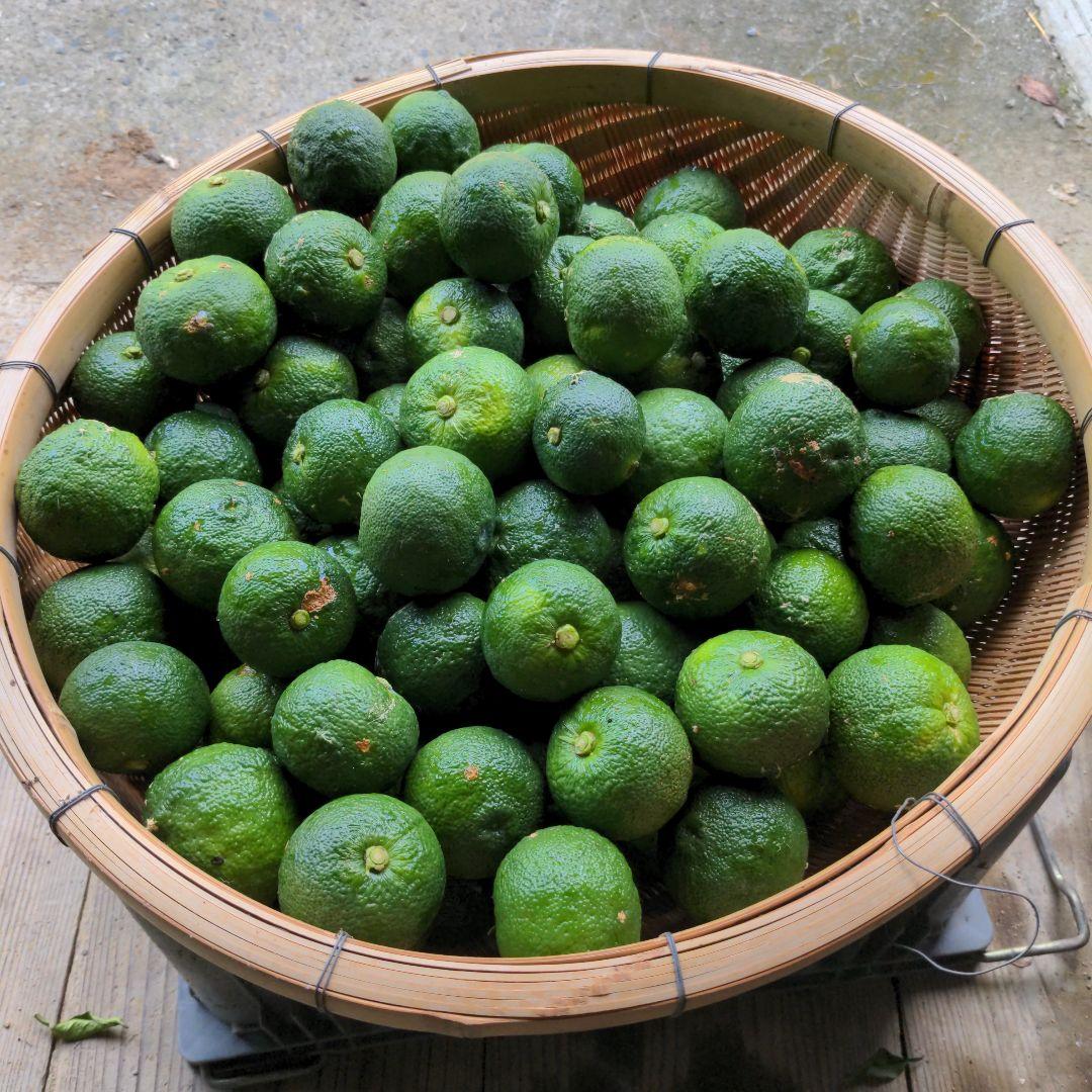 今だけ青柚子２０kg１００００円（愛媛県産）。ゆず胡椒に！