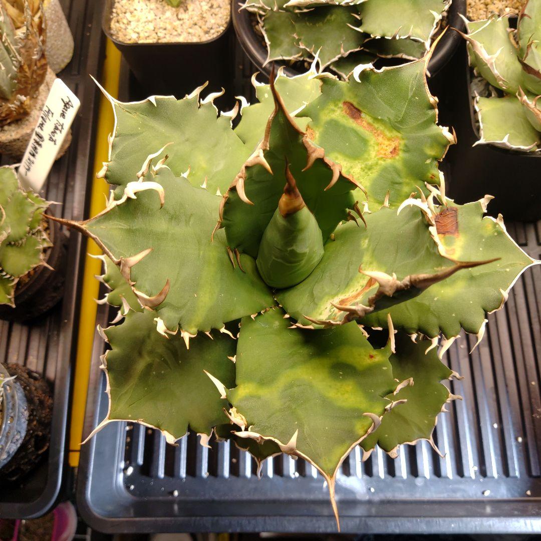 サボテン 赤鳳 セキホウ 8号 希少品 ビッグサイズ 本物 観葉植物