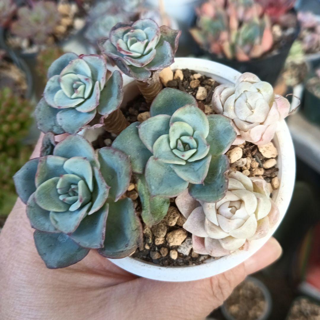 ヒューミリス　ピーチ＆クリーム群生　セット　多肉植物